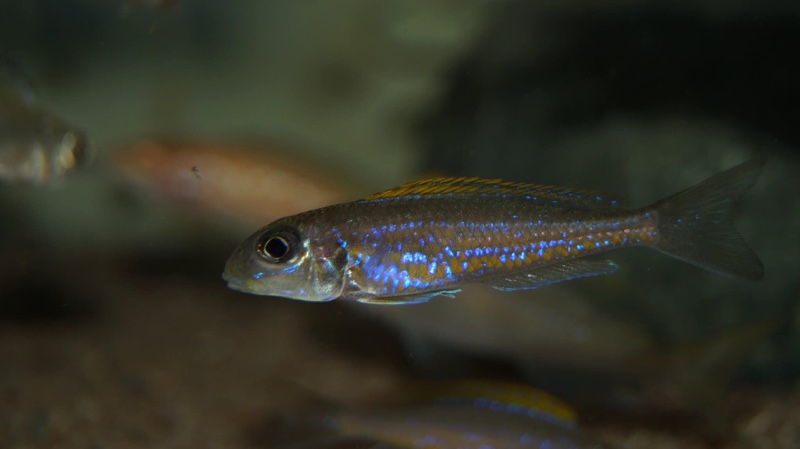 Xenotilapia flavipinnis 'Mutondwe (Crocodile) Island'